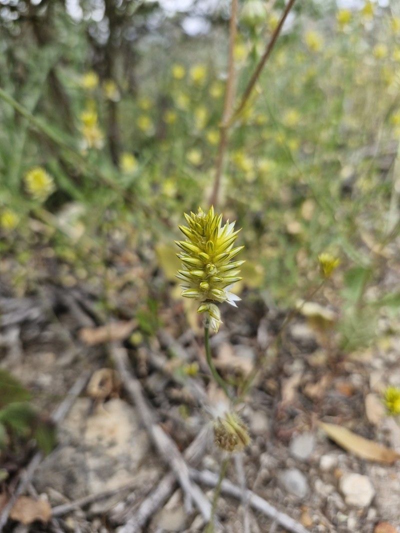 Ptilotus gaudichaudii photo 3