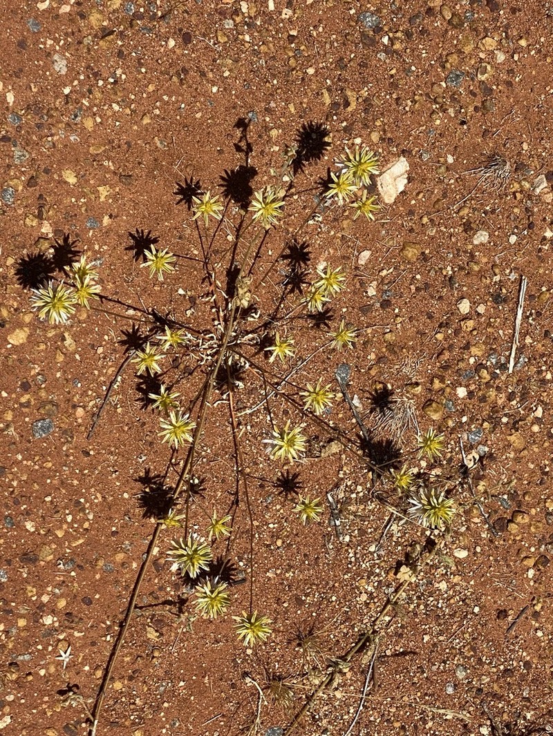 Ptilotus gaudichaudii photo 4