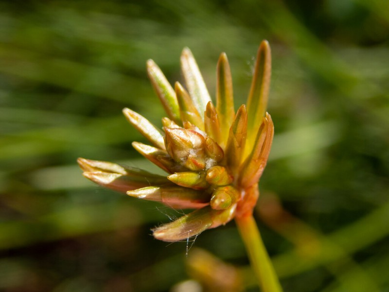 Ptilotus gaudichaudii photo 5