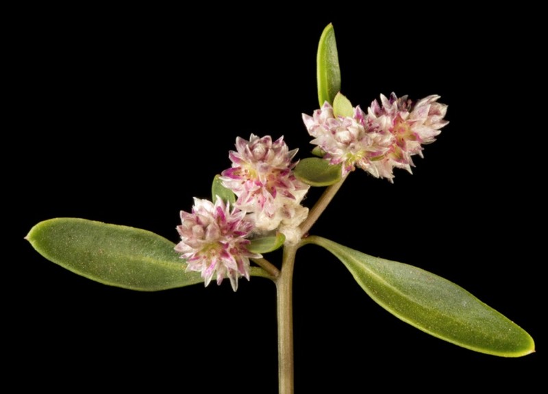 Ptilotus gomphrenoides