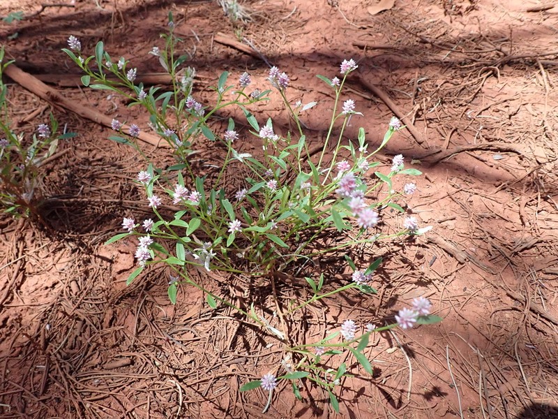 Ptilotus gomphrenoides photo 2