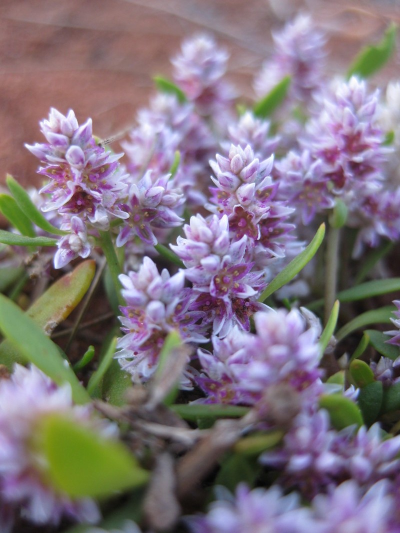 Ptilotus gomphrenoides photo 3