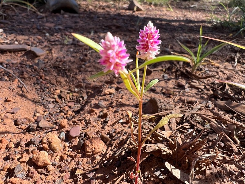 Ptilotus gomphrenoides photo 4