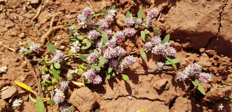 Ptilotus gomphrenoides photo 5