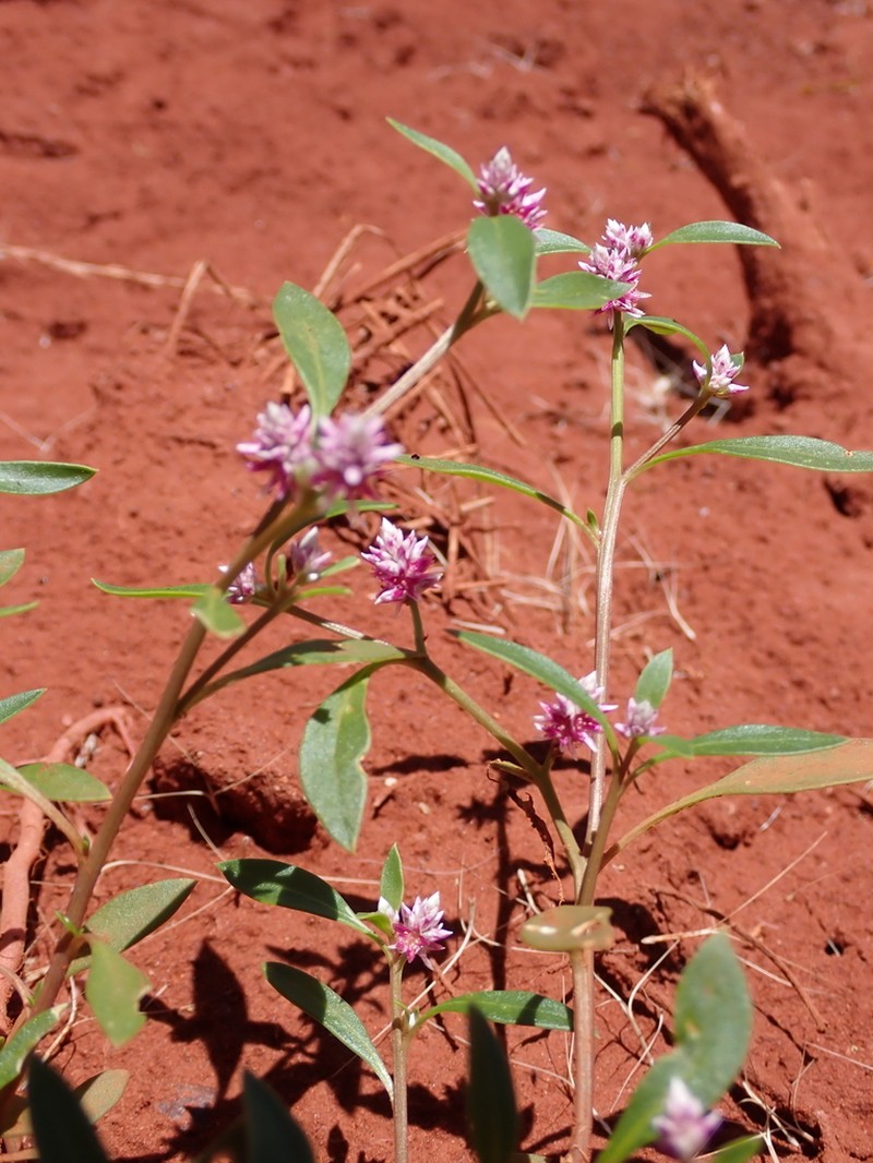 Ptilotus gomphrenoides photo 6