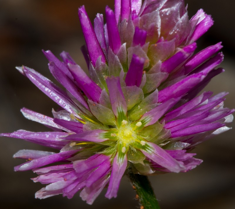 Ptilotus grandiflorus