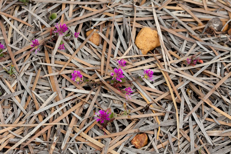 Ptilotus grandiflorus photo 3