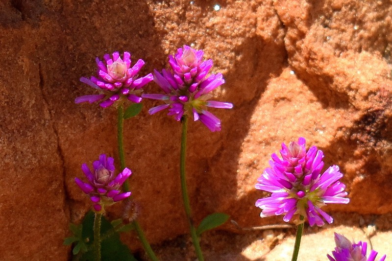 Ptilotus grandiflorus photo 4