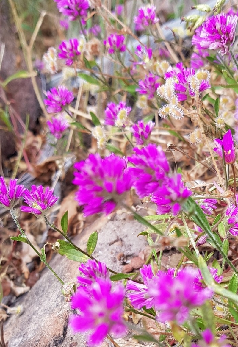 Ptilotus grandiflorus photo 5