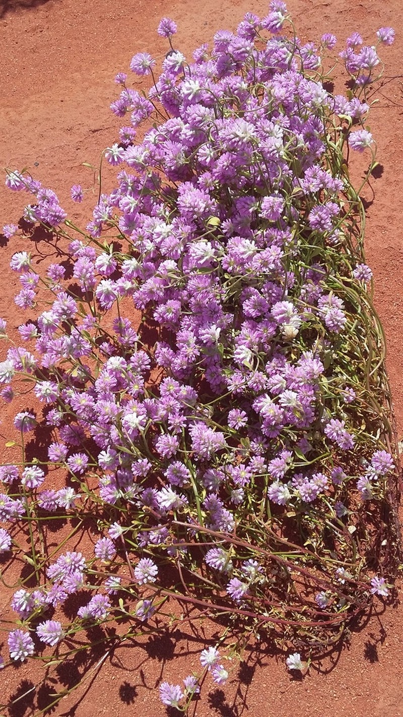 Ptilotus grandiflorus photo 6