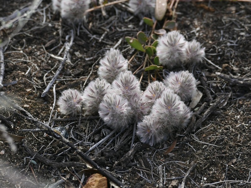 Ptilotus halophilus