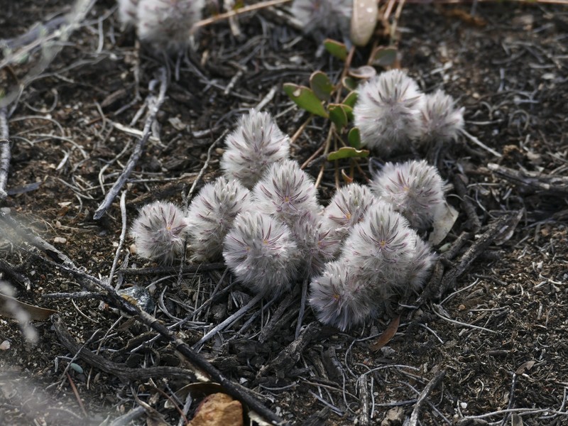 Ptilotus halophilus photo 2