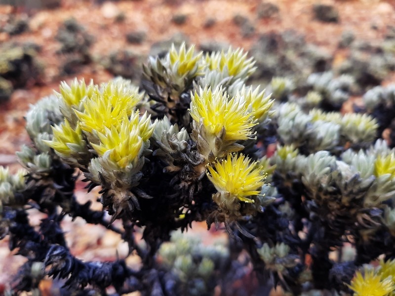 Ptilotus helichrysoides