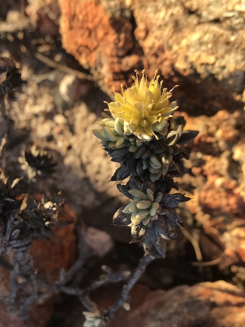 Ptilotus helichrysoides photo 5