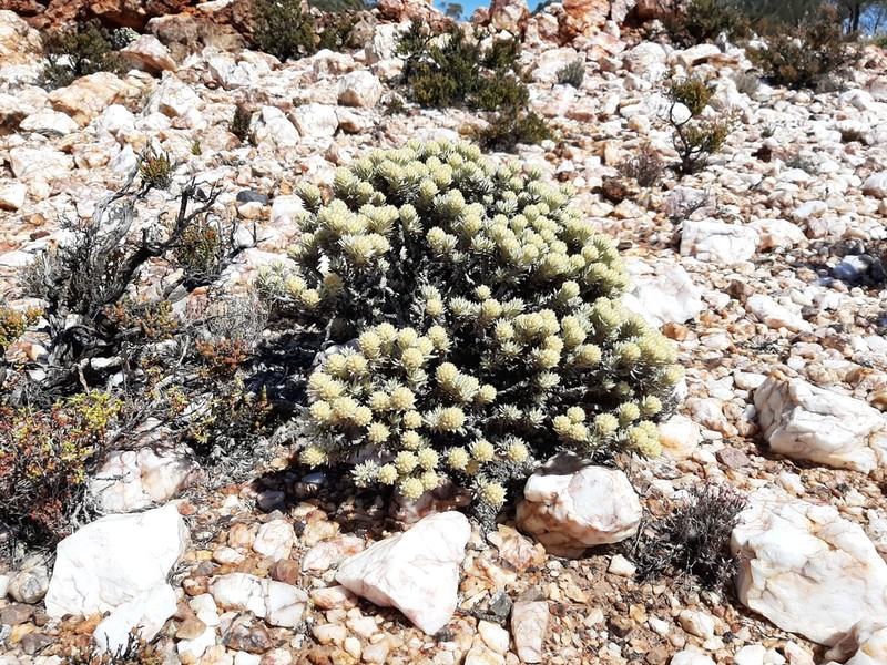 Ptilotus helichrysoides photo 6
