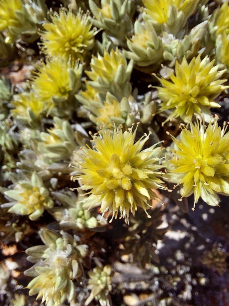 Ptilotus helichrysoides photo 7