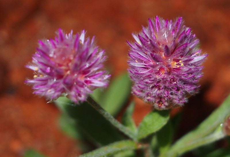 Ptilotus helipteroides