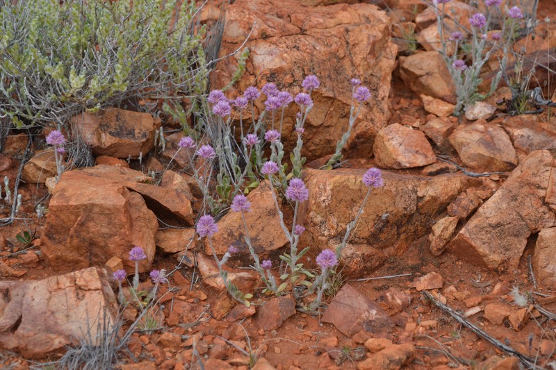Ptilotus helipteroides photo 2