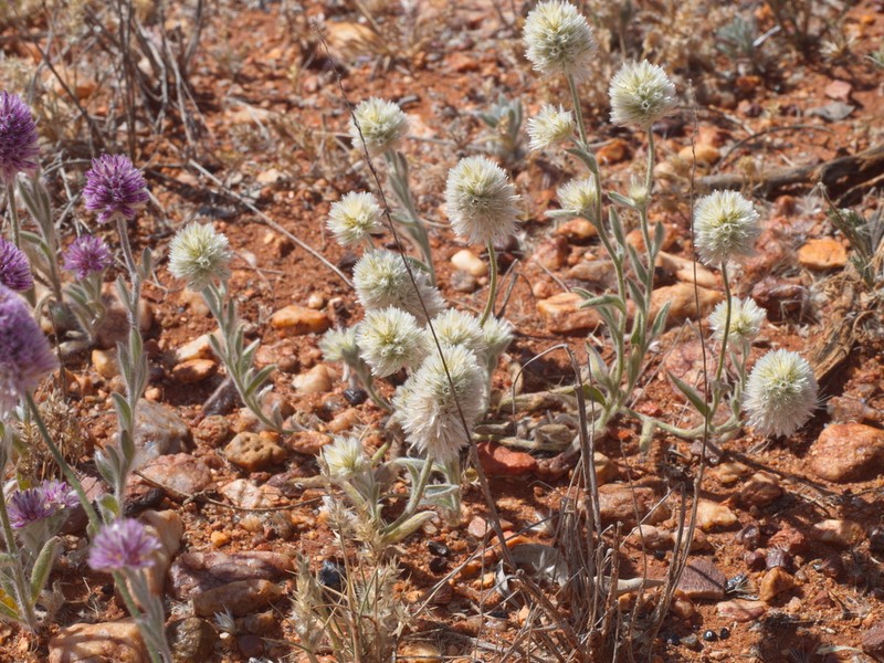 Ptilotus helipteroides photo 3