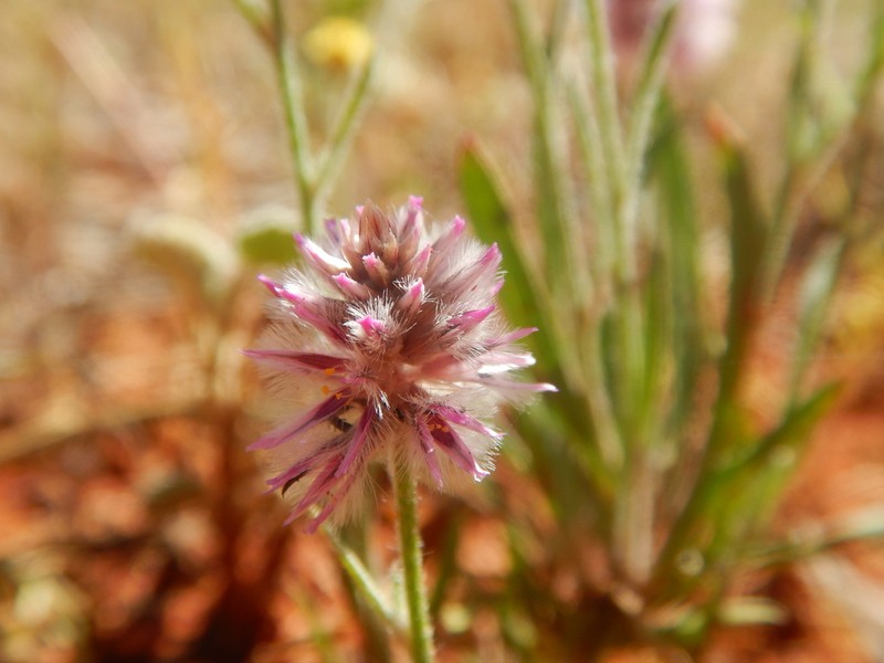 Ptilotus helipteroides photo 4