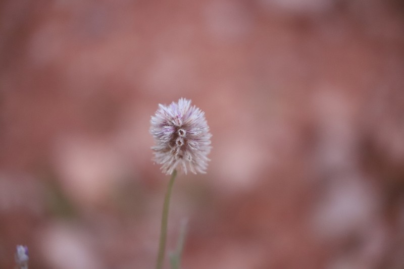 Ptilotus helipteroides photo 5
