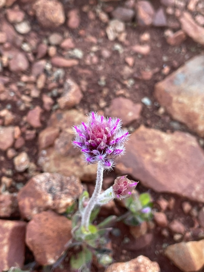Ptilotus helipteroides photo 6