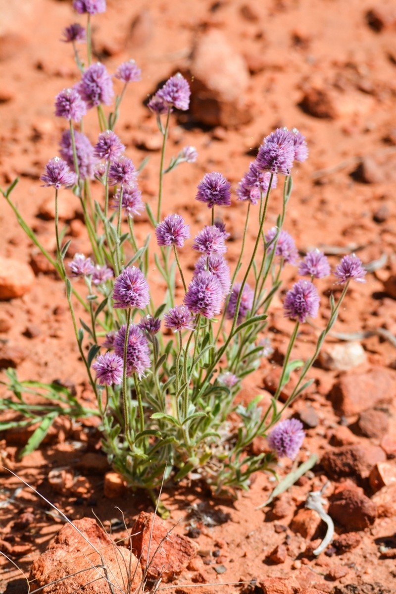 Ptilotus helipteroides photo 7