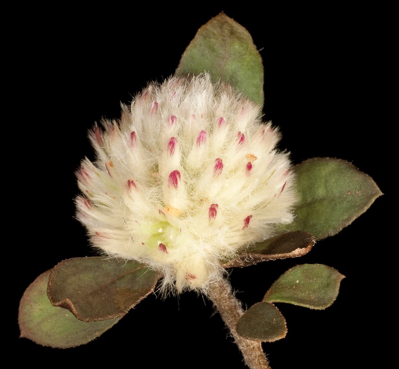 Ptilotus holosericeus