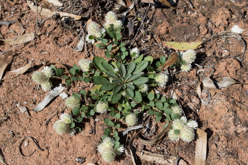 Ptilotus holosericeus photo 2