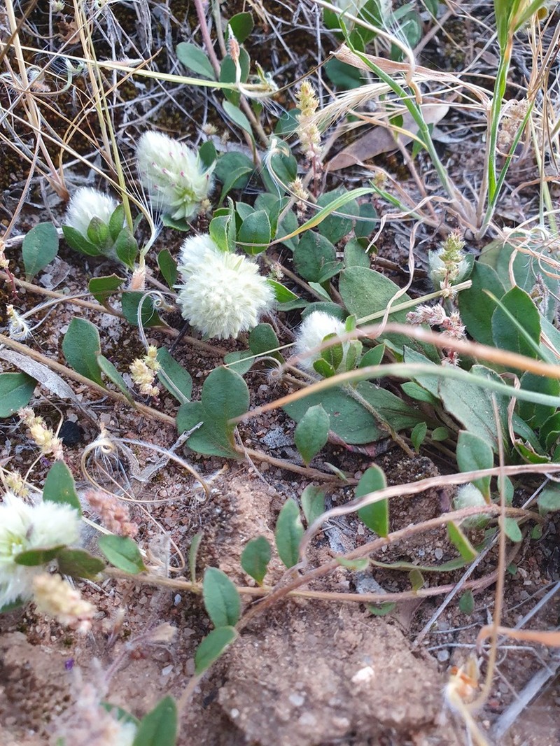 Ptilotus holosericeus photo 3