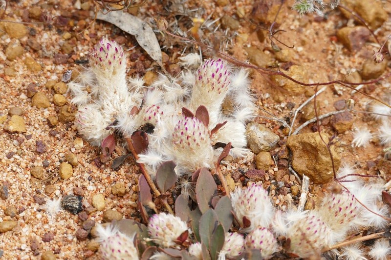 Ptilotus holosericeus photo 4