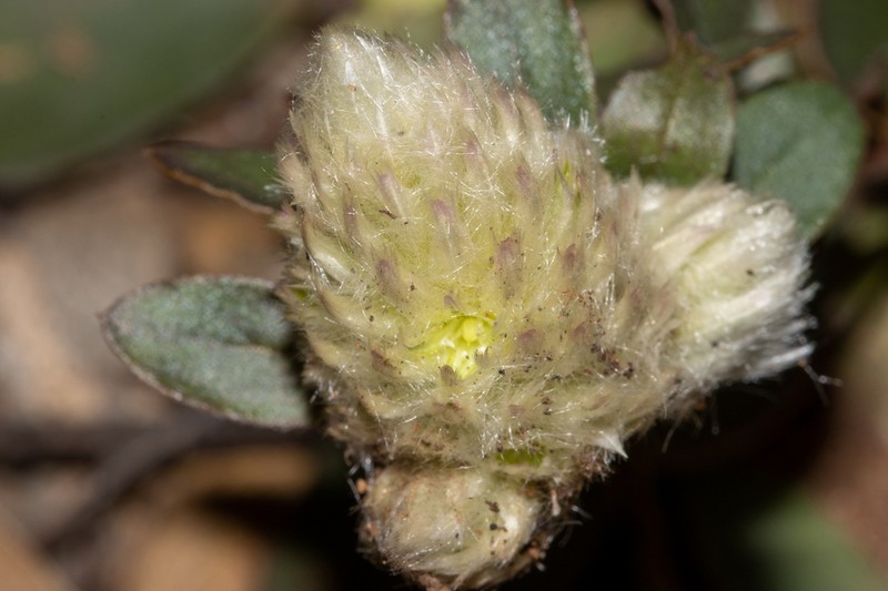 Ptilotus holosericeus photo 6