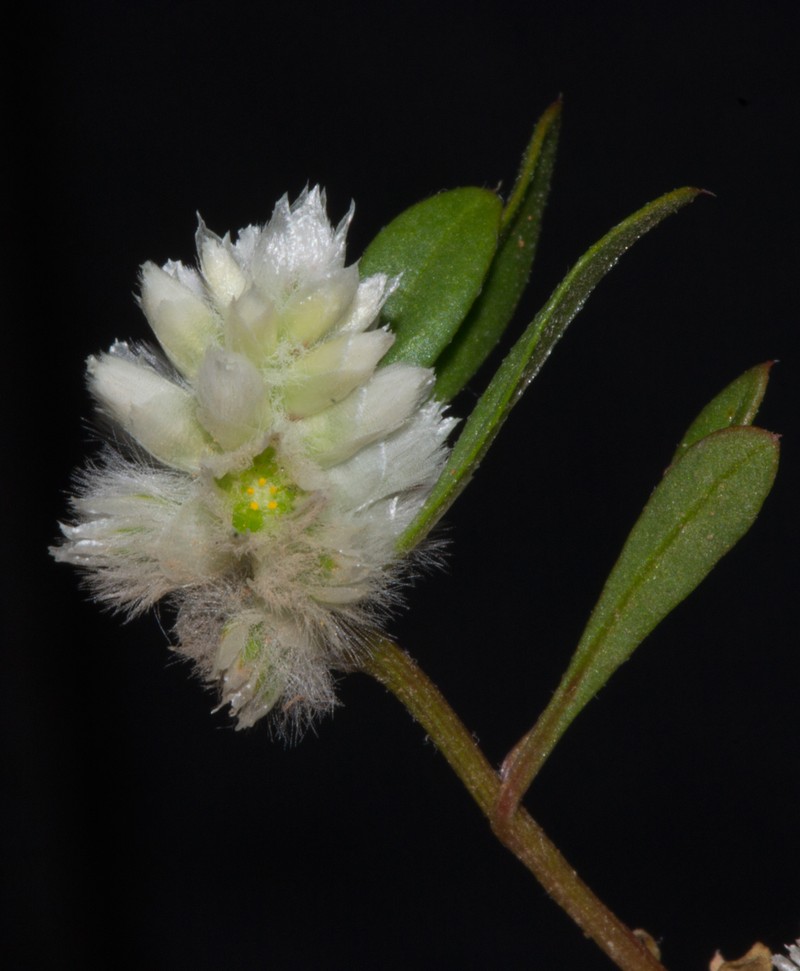 Ptilotus humilis