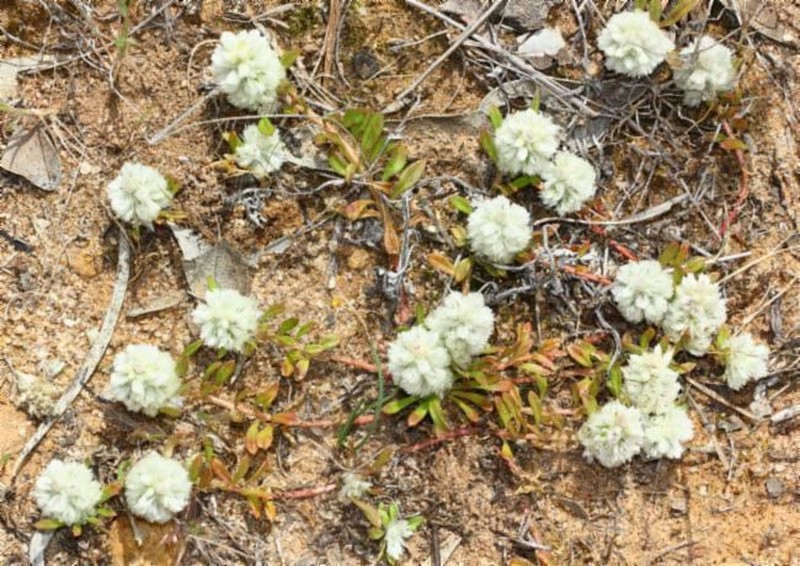 Ptilotus humilis photo 2