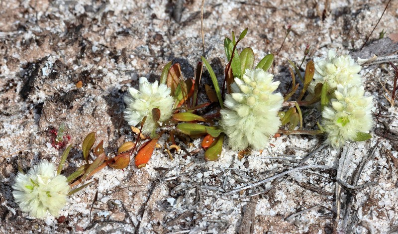 Ptilotus humilis photo 3