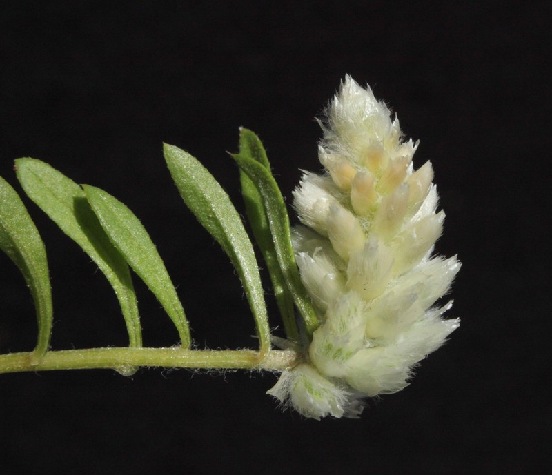 Ptilotus humilis photo 4