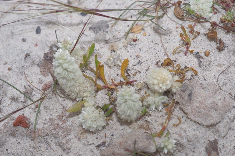 Ptilotus humilis photo 5