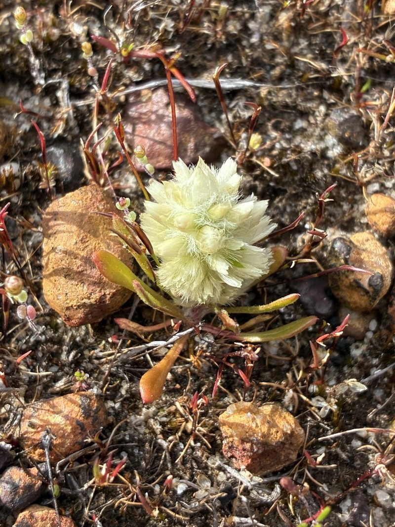Ptilotus humilis photo 6