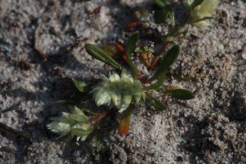 Ptilotus humilis photo 7