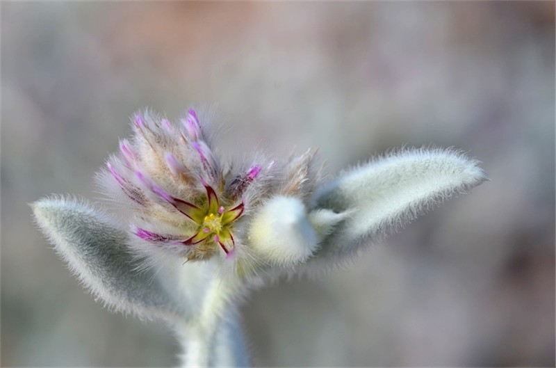 Ptilotus incanus