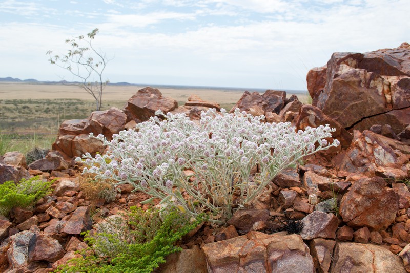 Ptilotus incanus photo 2