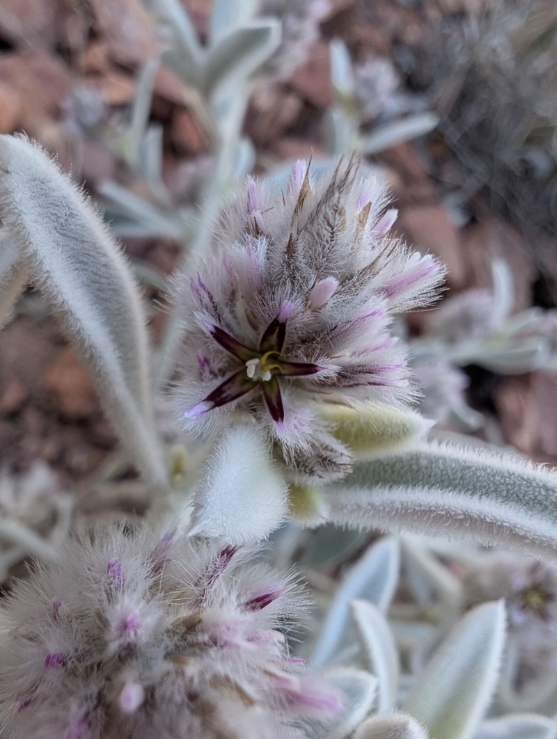 Ptilotus incanus photo 3