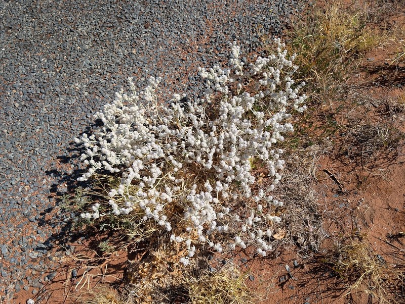 Ptilotus incanus photo 4