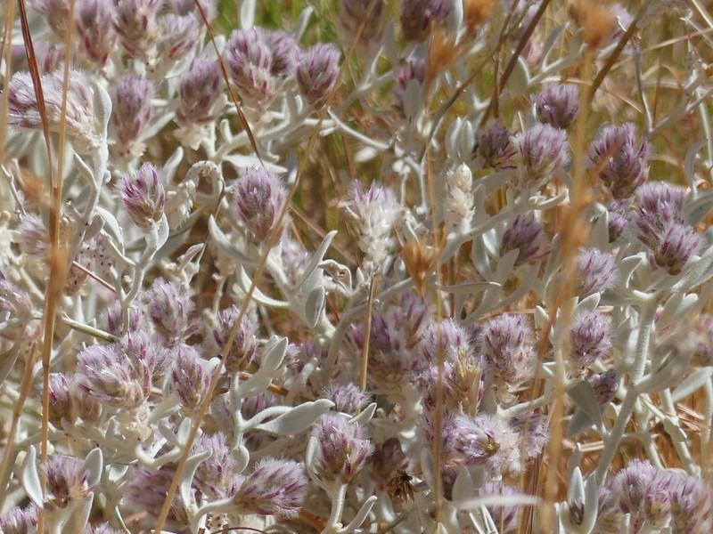 Ptilotus incanus photo 5