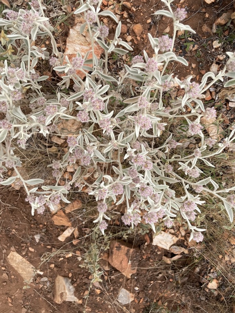 Ptilotus incanus photo 6