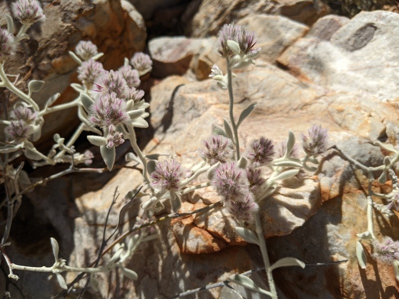 Ptilotus incanus photo 7