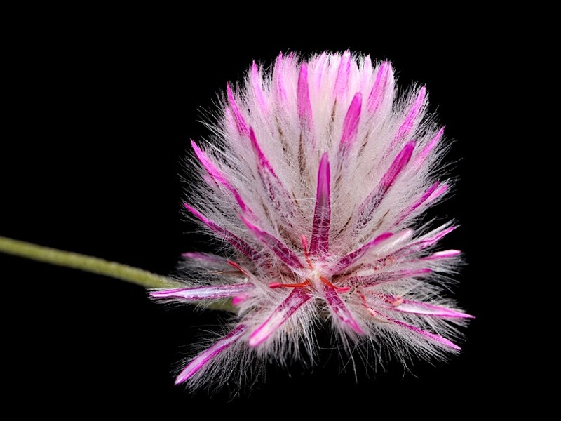 Ptilotus indivisus