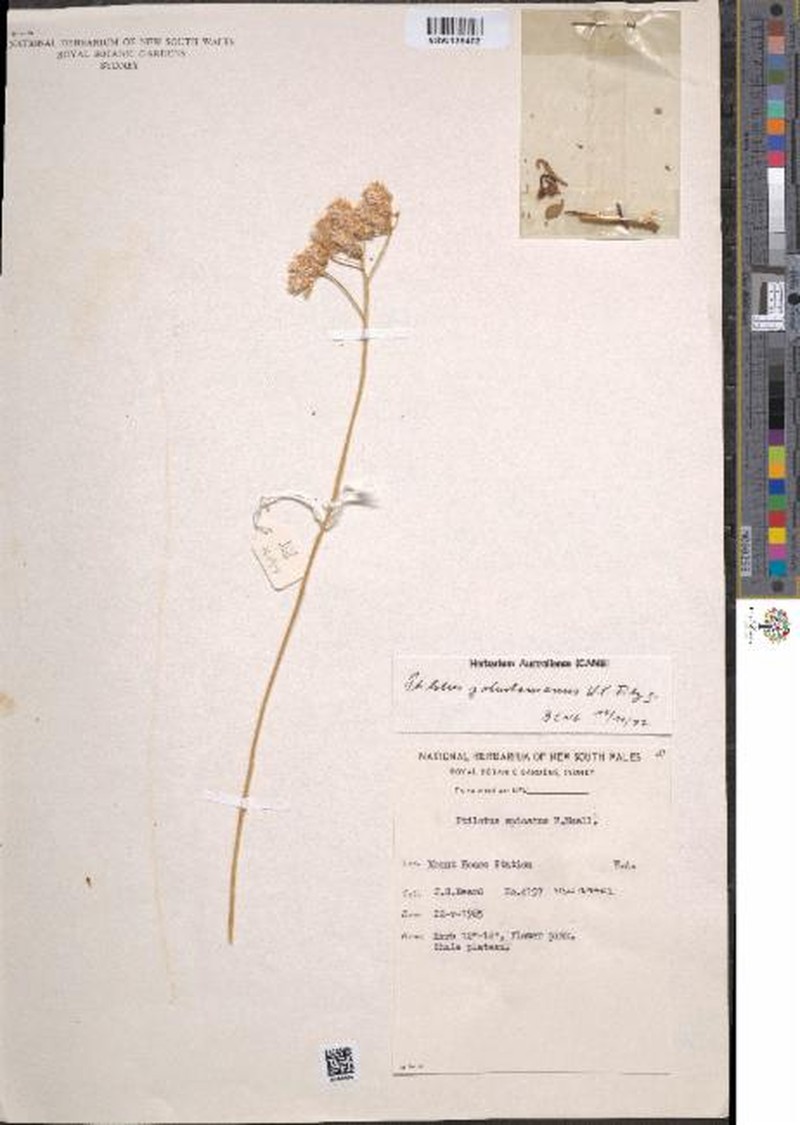 Ptilotus johnstonianus photo 2