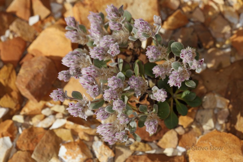 Ptilotus kenneallyanus photo 2