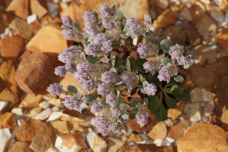 Ptilotus kenneallyanus photo 3